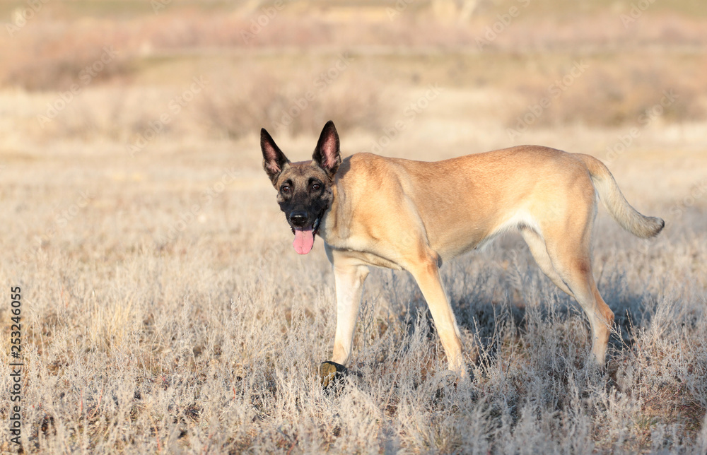 Spring Portrait of a beautiful dog breed Belgian Shepherd Malinois in the grass