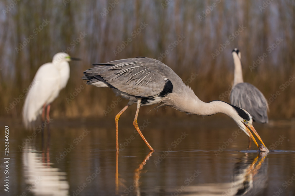 Fototapeta premium Grey Heron