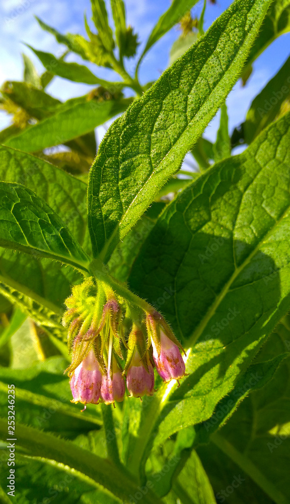 Flowers and buds on Common Comfrey (Symphytum officinale, symphytum grandiflorum) blooming on a bright sunny day. Close-up, selective focus. Flowers and buds on Common Comfrey (Symphytum officinale, symphytum grandiflorum) blooming on a bright sunny day. Close-up, selective focus.