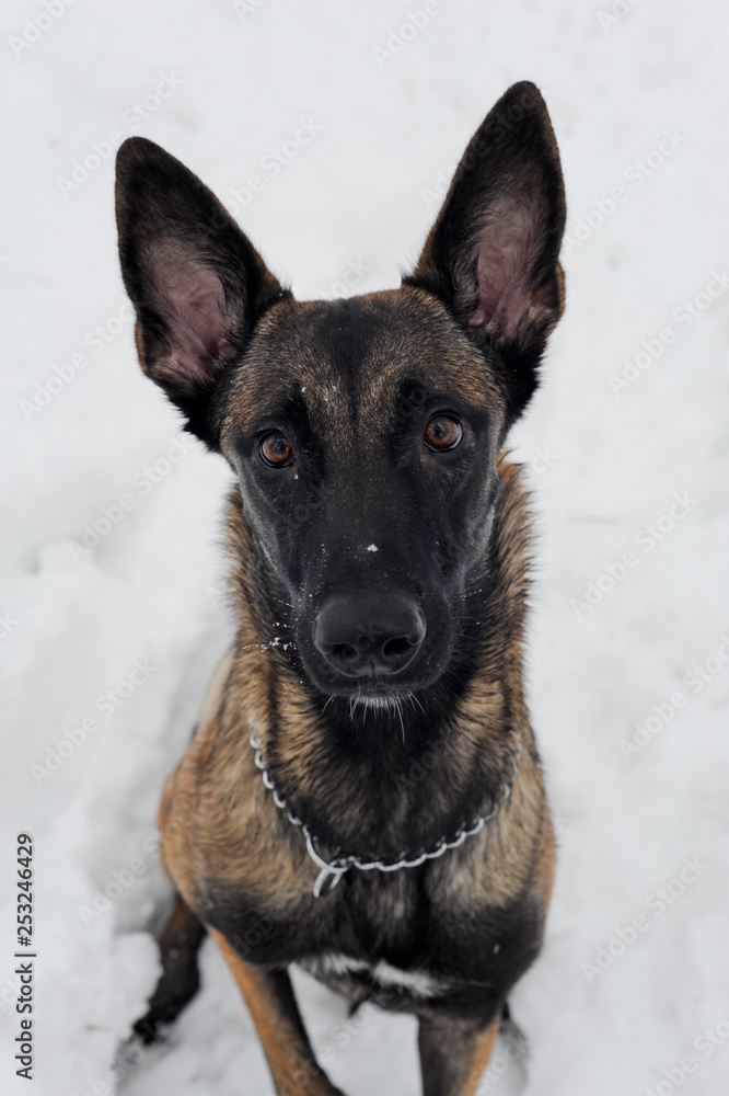 Naklejka premium mammal, animal, dog, malinois, white, snow, winter, nature, belgian malinois, meadow, park, chain, purebred, working dog, obedient, young, canine, cute, cold, sheepdog, bushes, fawn, landscape, posing