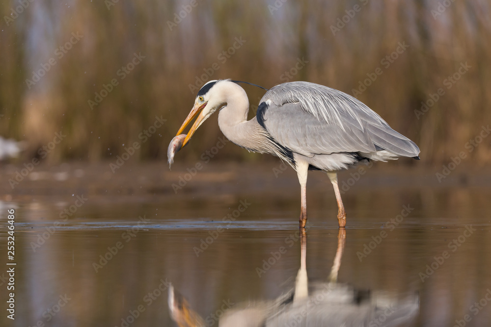 Obraz premium Grey Heron