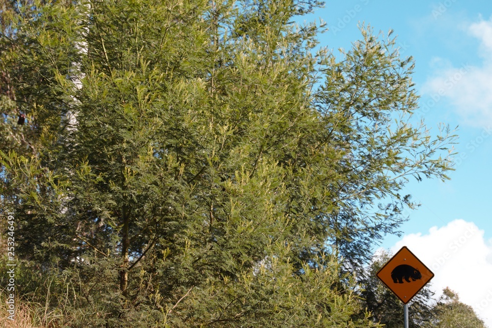 Big tree with a traffic sign in Australia Big tree with a traffic sign in Australia