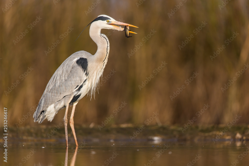 Grey Heron