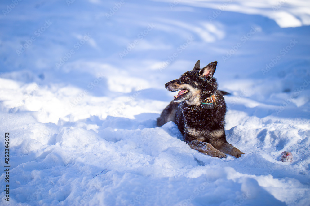 Dog walks in the Park in winter