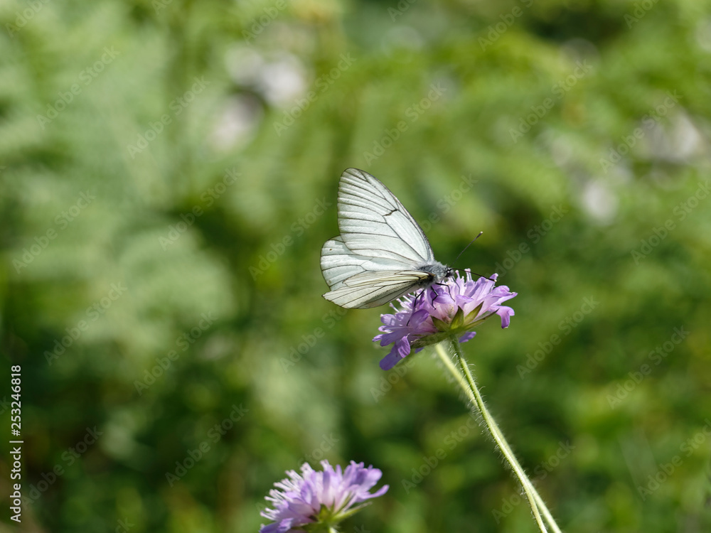 Fototapeta premium Papillon le Gazé ou Piéride de l'Aubépine (Aporia crataegi)