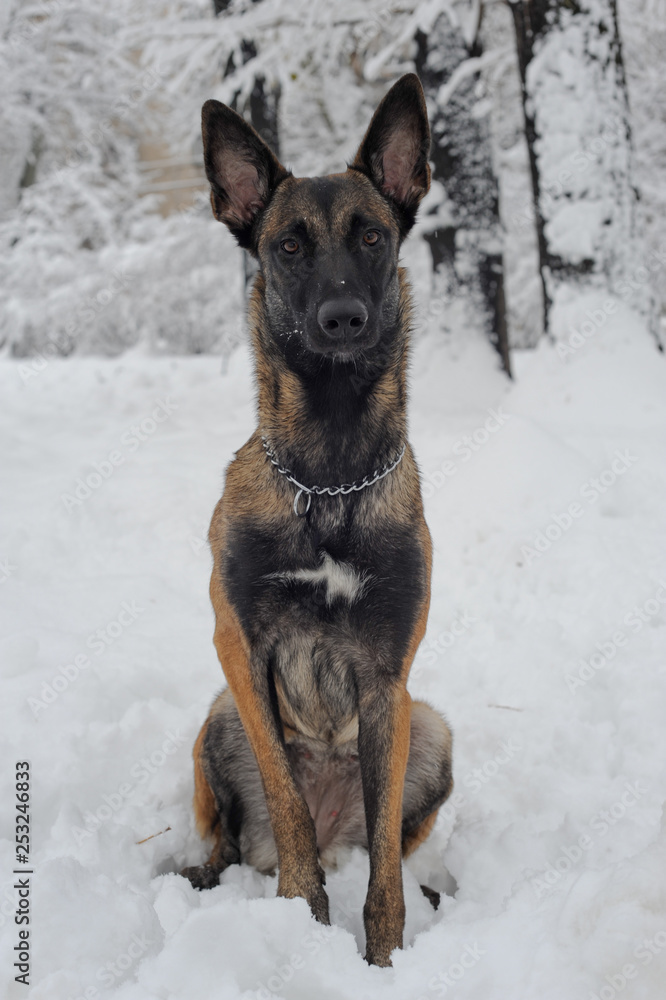 mammal, animal, dog, malinois, white, snow, winter, nature, belgian malinois, meadow, park, chain, purebred, working dog, obedient, young, canine, cute, cold, sheepdog, bushes, fawn, landscape, posing mammal, animal, dog, malinois, white, snow, winter, nature, belgian malinois, meadow, park, chain, purebred, working dog, obedient, young, canine, cute, cold, sheepdog, bushes, fawn, landscape, posing