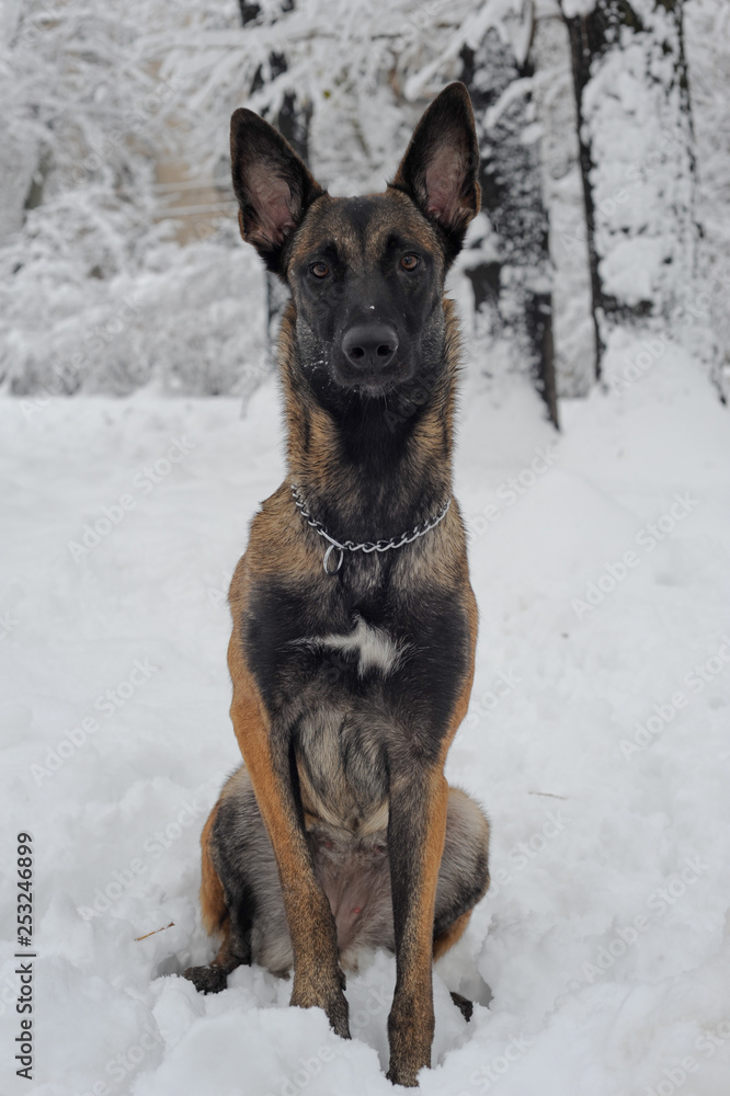 mammal, animal, dog, malinois, white, snow, winter, nature, belgian malinois, meadow, park, chain, purebred, working dog, obedient, young, canine, cute, cold, sheepdog, bushes, fawn, landscape, posing