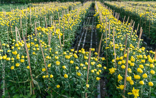 Garden above water of Yellow Daisies, they are planted hydroponic and are blooming waiting for harvest in the flower village