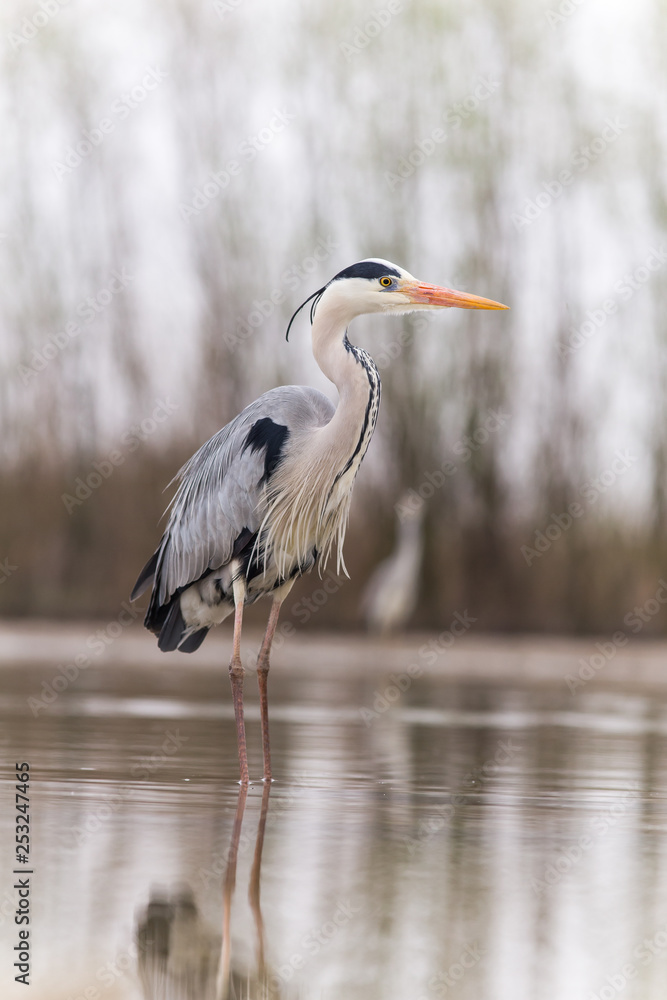 Fototapeta premium Grey Heron