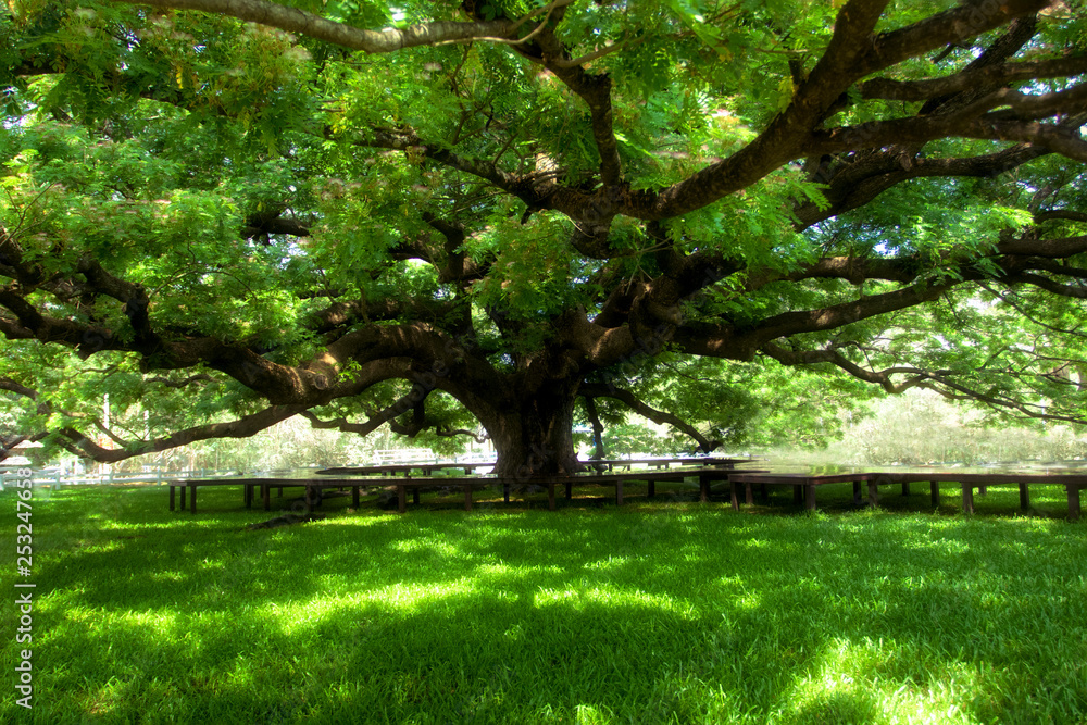 Giant Rain Tree in Kanchanaburi, Thailand. This is Giant Rain Tree in Kanchanabruri Thailand. This is one big tree Giant Rain Tree in Kanchanaburi, Thailand. This is Giant Rain Tree in Kanchanabruri Thailand. This is one big tree