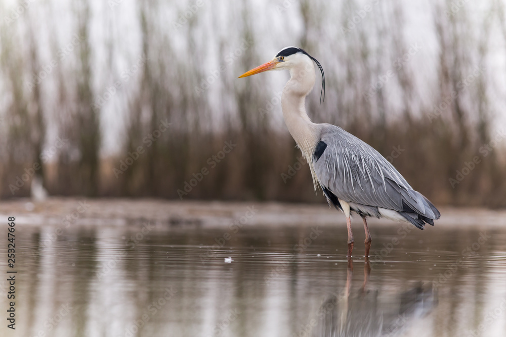 Fototapeta premium Grey Heron