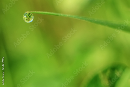 Beautiful close-up of dew diamond drops on grass with variable focus and blurred green background in the rays of the rising sun. Blur and soft focus.
