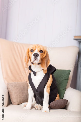 Dressed beagle dogs sitting in beautiful interior