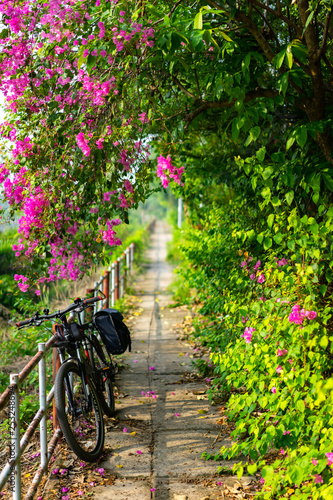 bikecycle under purple bougainvillea spectabilis flower. Bougainvillea also known as great bougainvillea, a species of flowering plant. It is native to Brazil, Bolivia, Peru, and Argentina