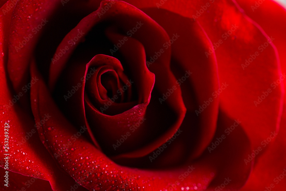 Beautiful bud velvet red rose flower close up. Flower macro background Beautiful bud velvet red rose flower close up. Flower macro background