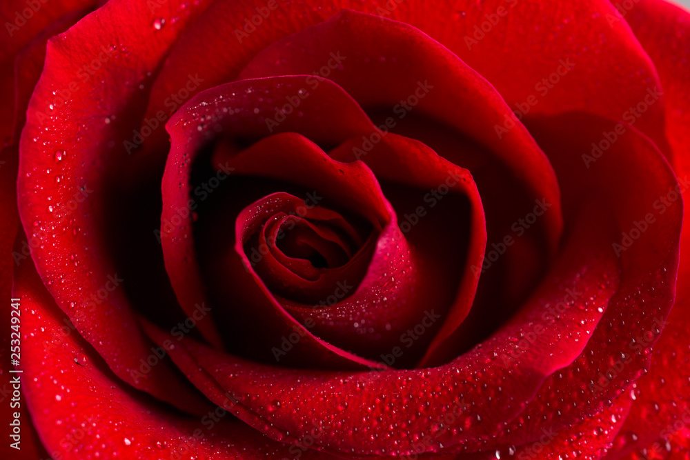 Beautiful bud velvet red rose flower close up. Flower macro background Beautiful bud velvet red rose flower close up. Flower macro background