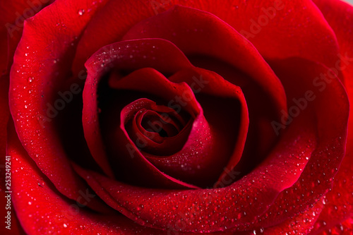 Fototapeta Naklejka Na Ścianę i Meble -  Beautiful bud velvet red rose flower close up. Flower macro background