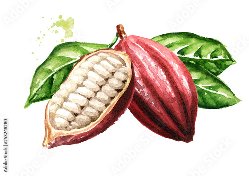 Cocoa pods with green leaves. Superfood. Watercolor hand drawn illustration, isolated on white background