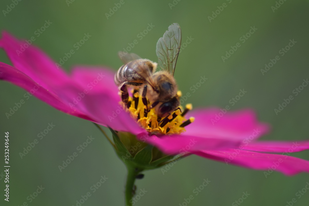 Blüte Blüte