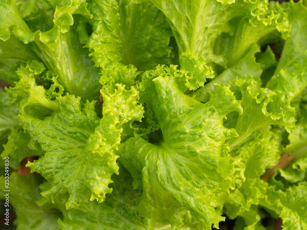 Close-up Green Leaf Lettuce from Countryside Farm with Natural Light in the morning. Thailand in 2019 Close-up Green Leaf Lettuce from Countryside Farm with Natural Light in the morning. Thailand in 2019