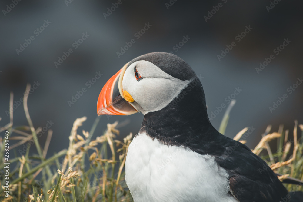 Naklejka premium Arctic Puffin in a cliff in Iceland
