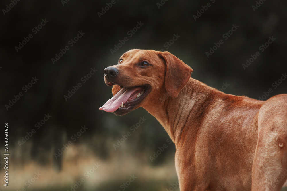 Rhodesian Ridgeback dog