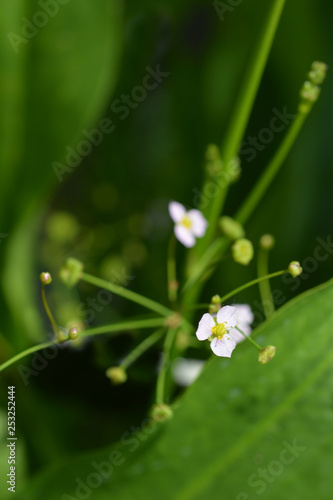 Common water plantain