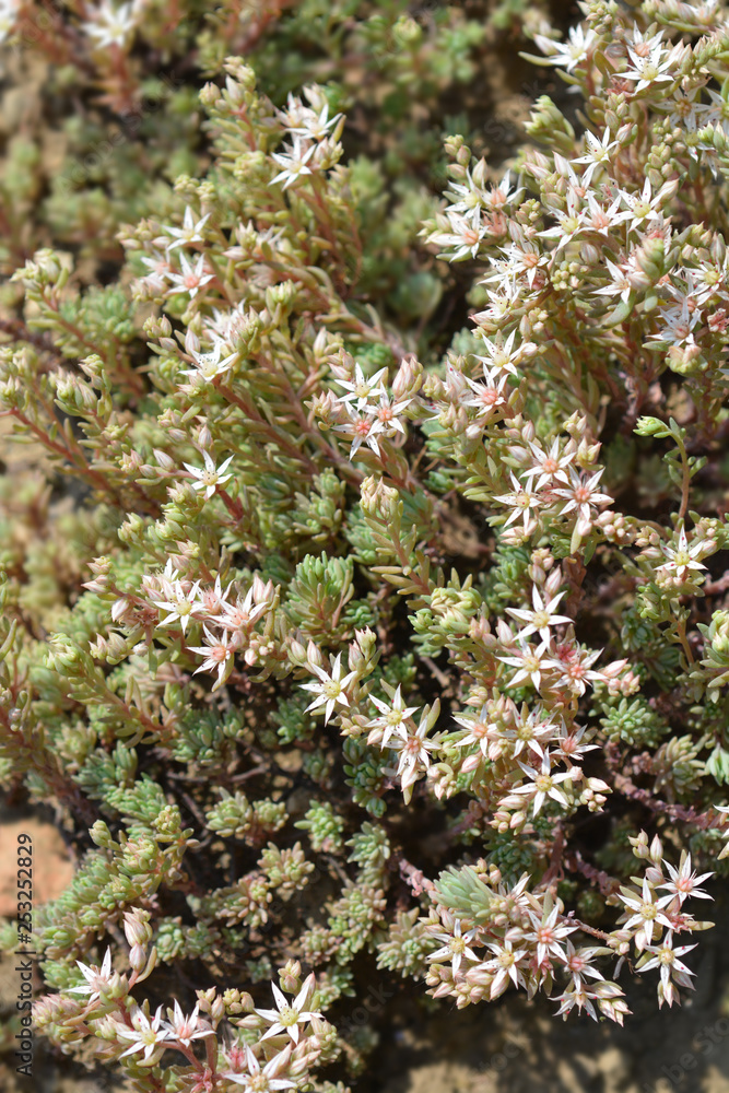 Spanish stonecrop Spanish stonecrop