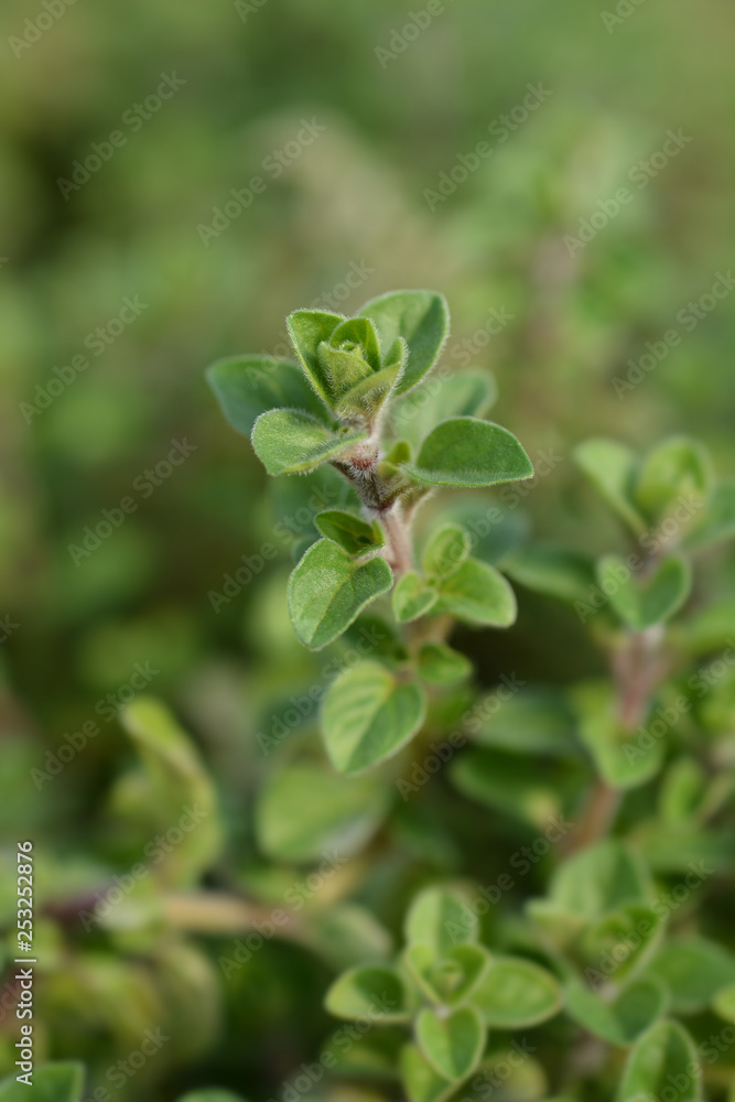 Common marjoram Common marjoram