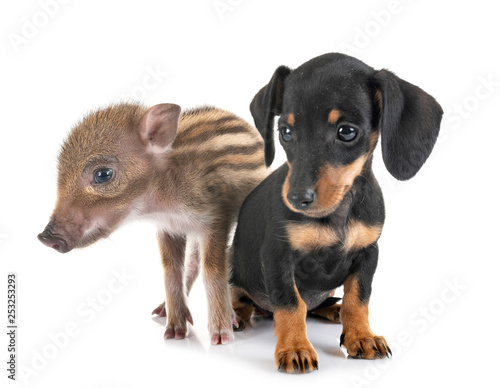 puppy miniature dachshund and wild boar