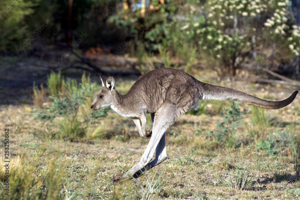 Fototapeta premium Kangaroo Jumping in the outback of Canberra