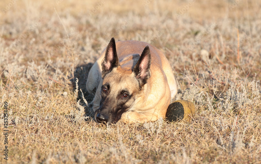Dog with a ball of breed Belgian Shepherd Malinois in the spring grass Dog with a ball of breed Belgian Shepherd Malinois in the spring grass