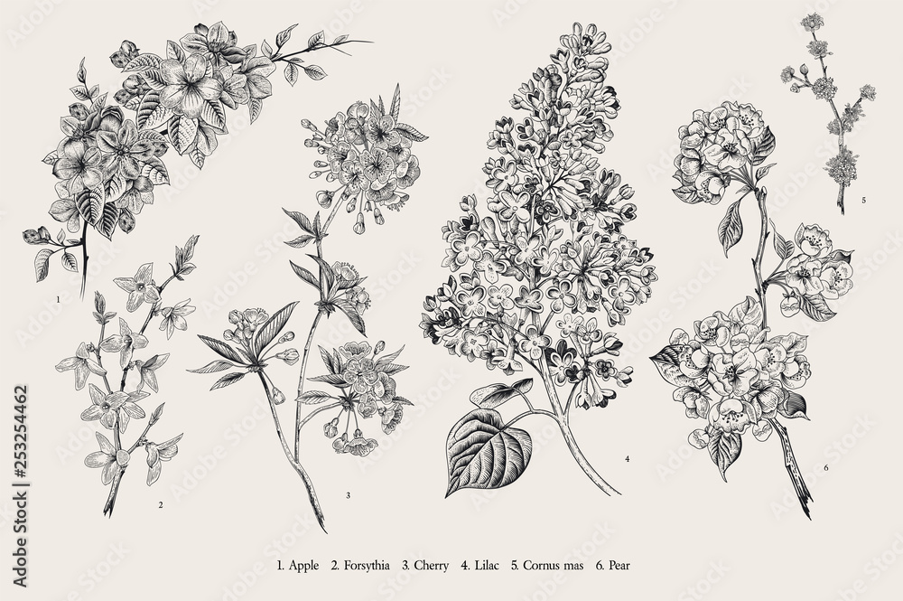 Obraz Kwitnące drzewa. Vintage ilustracji botanicznych wektor. Zestaw wiosenny. Czarny i biały