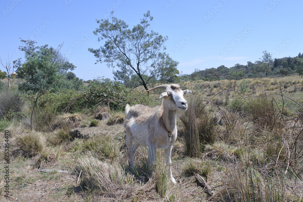 Male goat in a field