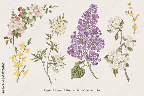 Blooming trees. Vintage vector botanical illustration. Spring set