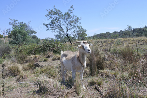 Fototapeta Naklejka Na Ścianę i Meble -  Male goat in a field