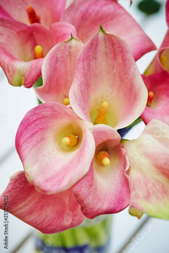 Pink calla lily