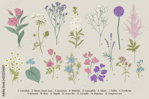 Set summer flowers. Classical botanical illustration. Wild and garden flowers