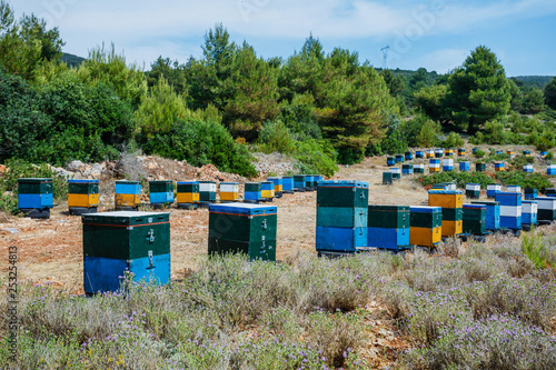 Colorful beehives in a field with trees in Greece
