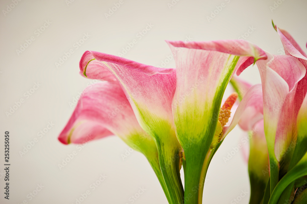 Fototapeta premium Pink calla lily