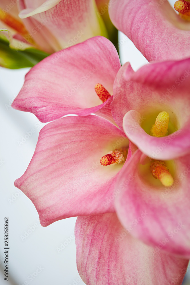 Pink calla lily