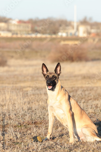 Dog with a ball of breed Belgian Shepherd Malinois in the spring grass