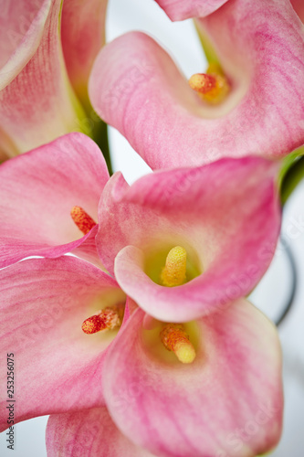 Pink calla lily