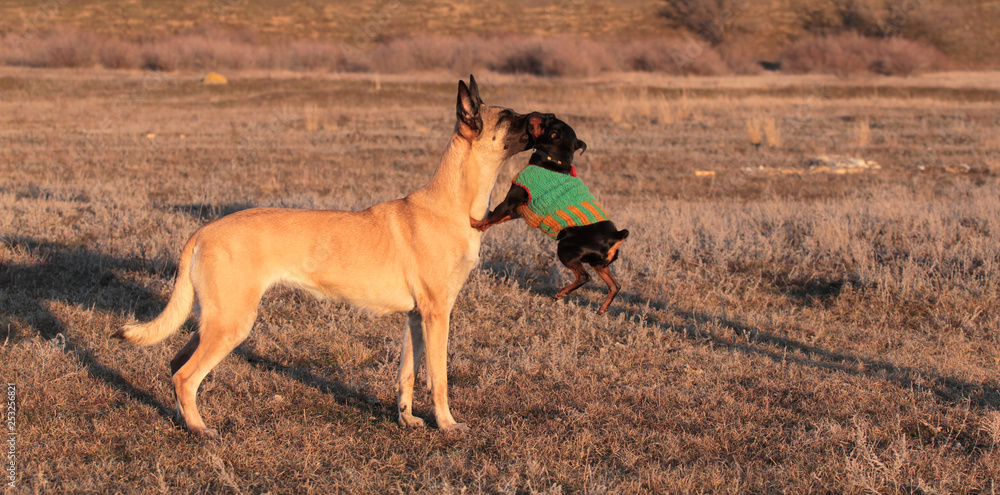 Two dogs, big and small, the Belgian Shepherd Malinois and a miniature pinscher in spring grass in nature Two dogs, big and small, the Belgian Shepherd Malinois and a miniature pinscher in spring grass in nature