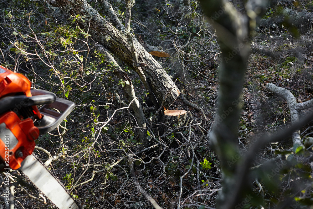 Man cutting trees using an electrical chainsaw in the forest. Man cutting trees using an electrical chainsaw in the forest.