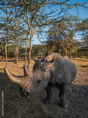 Black rhinoceros in Masai Mara park, Kenya