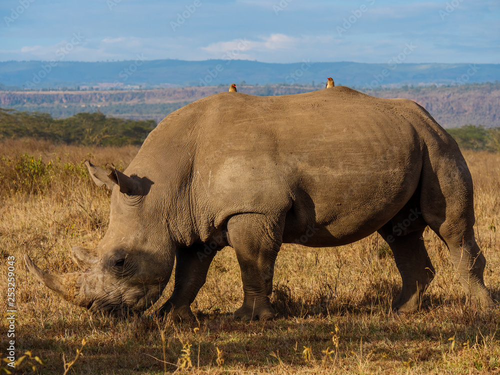 Rhino in Masai Mara park, Kenya Rhino in Masai Mara park, Kenya