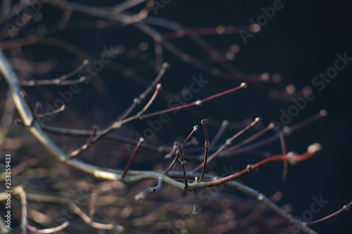 branch