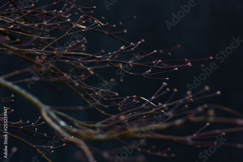 branch
