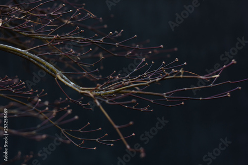 branch